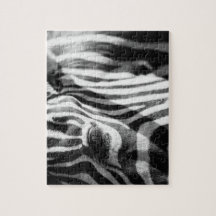 Zebra herauf nahes