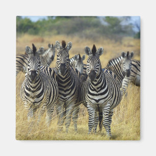Zebra Herd Magnet