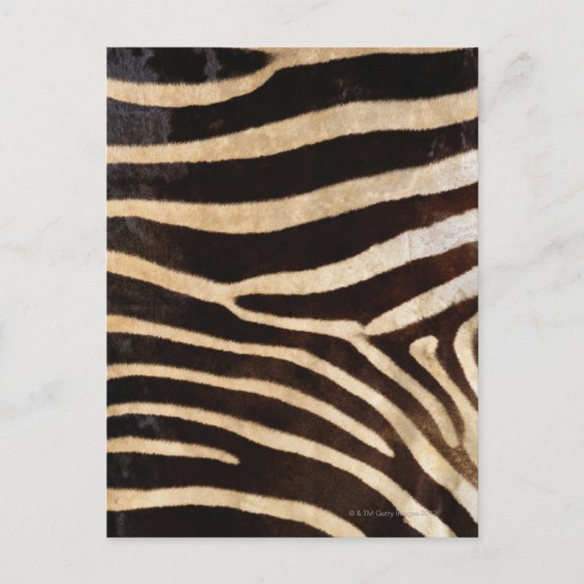 Zebra Hide 2 Postkarte (Vorderseite)