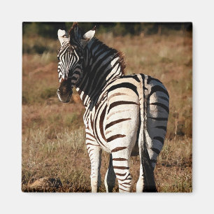 Zebra hinter Magnet