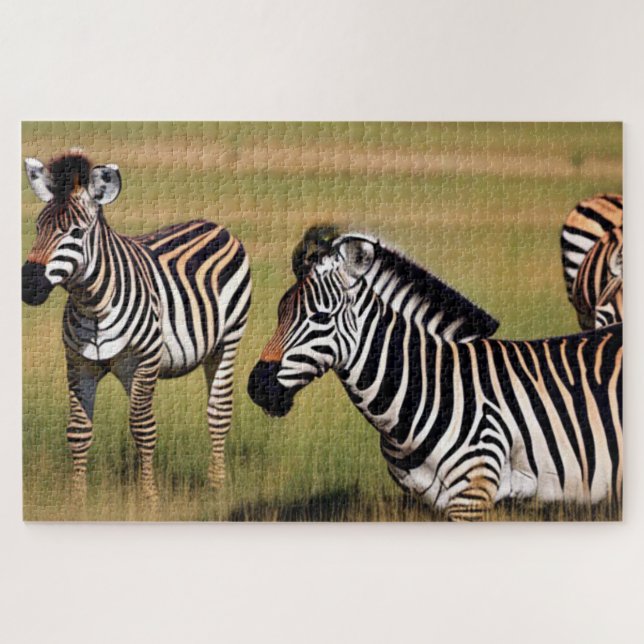 Zebra im Gras (Horizontal)