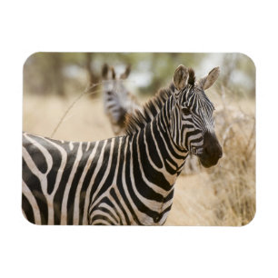 Zebra im Meru-Nationalpark, Kenia. Magnet