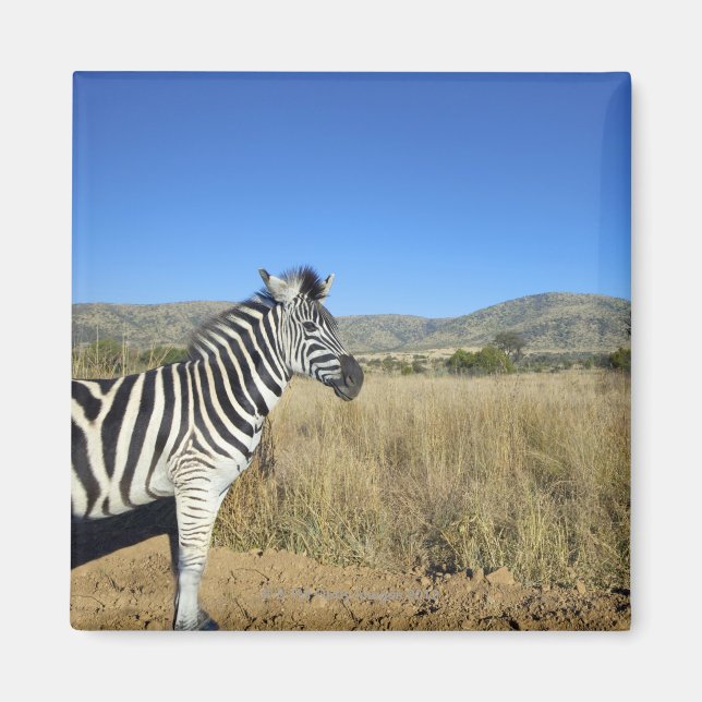 Zebra im offenen schlichten Nationalpark Pilansber Magnet (Vorne)