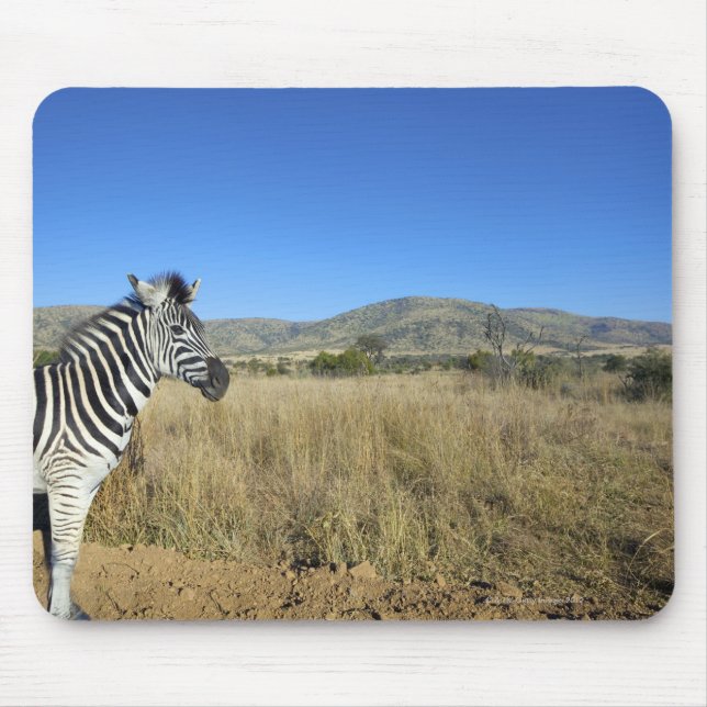 Zebra im offenen schlichten Nationalpark Pilansber Mousepad (Vorne)