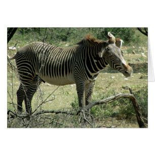 Zebra in Bewegung
