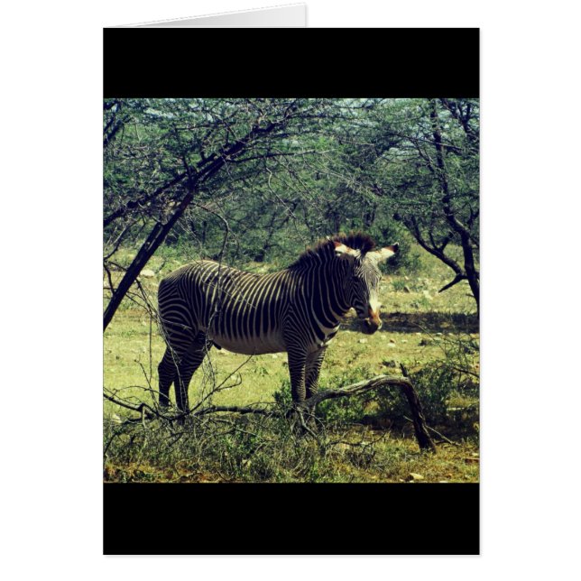 Zebra in den Bäumen (Vorne)