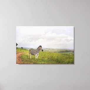 Zebra in der Landschaft, Südafrika Leinwanddruck