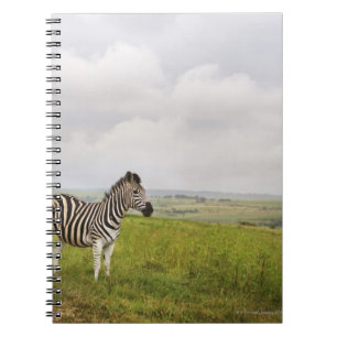 Zebra in der Landschaft, Südafrika Notizblock