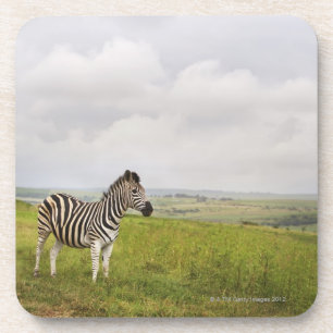 Zebra in der Landschaft, Südafrika Untersetzer