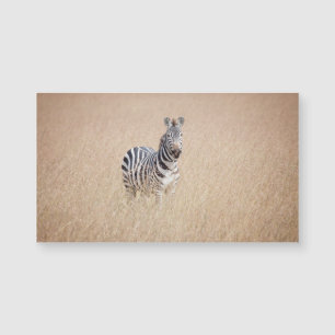 Zebra in hohem Gras Magnetkarte