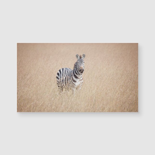 Zebra in hohem Gras Magnetkarte (Vorderseite)