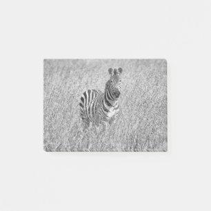 Zebra in hohem Gras Post-it Klebezettel