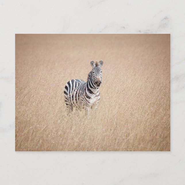Zebra in hohem Gras Postkarte (Vorderseite)