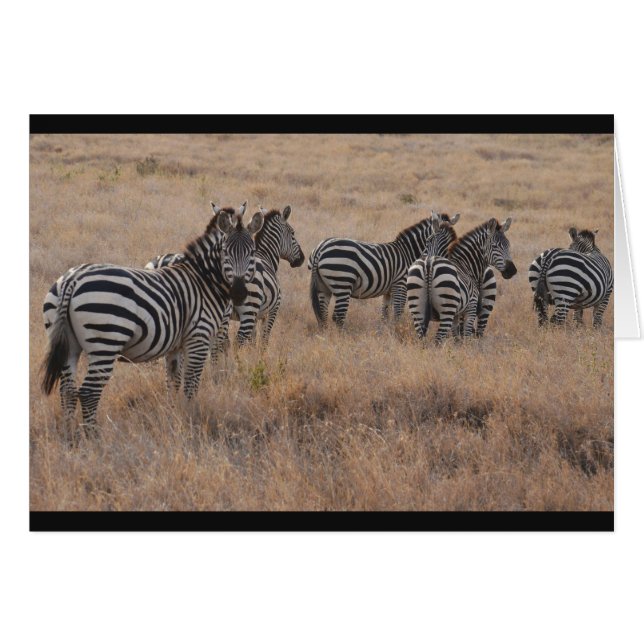 Zebra in Kenia (Vorderseite (Horizontal))