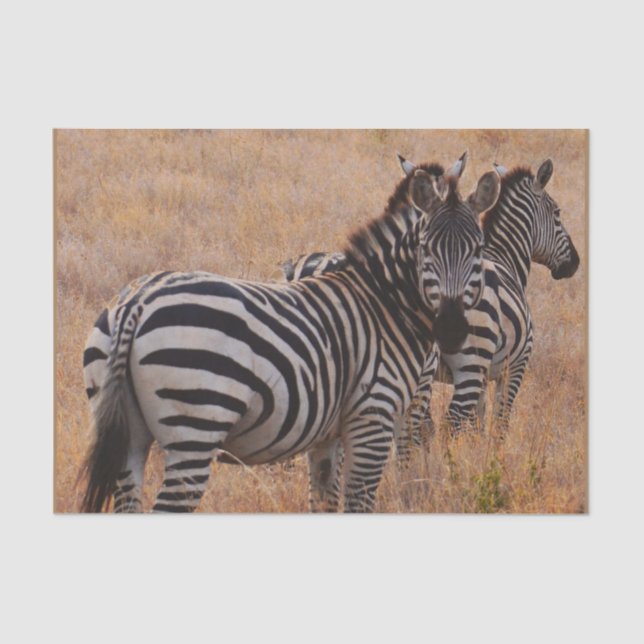 Zebra in Kenia Seidenpapier (Vorderseite)