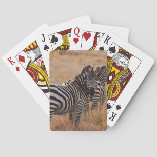 Zebra in Kenia Spielkarten