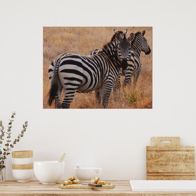 Zebra in Kenya Poster (Küche)