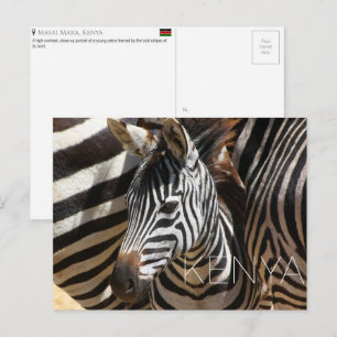 Zebra in Masai Mara, Kenia Reise-Postkarte Postkarte
