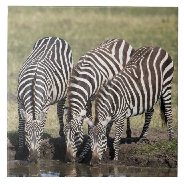 Zebra in naturafrikanischer Umgebung Keramik Tile Fliese (Vorderseite)