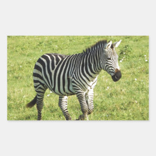 Zebra in Serengeti, Ngorongoro-Krater Rechteckiger Aufkleber