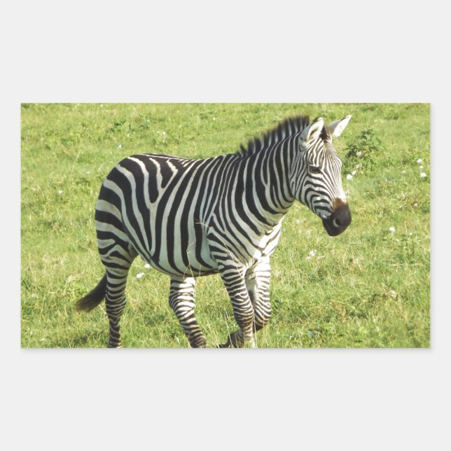 Zebra in Serengeti, Ngorongoro-Krater Rechteckiger Aufkleber (Vorderseite)