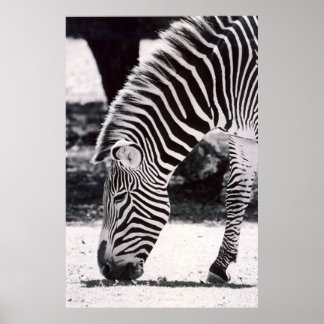 Zebra-Kopf - schwarz-weiß Poster