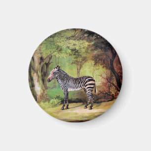 Zebra, Kunstwerk von George Stubbs, Magnet