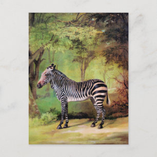 Zebra, Kunstwerk von George Stubbs, Postkarte