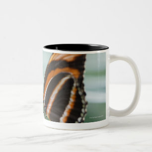 Zebra-langer Flügel-Schmetterling Zweifarbige Tasse