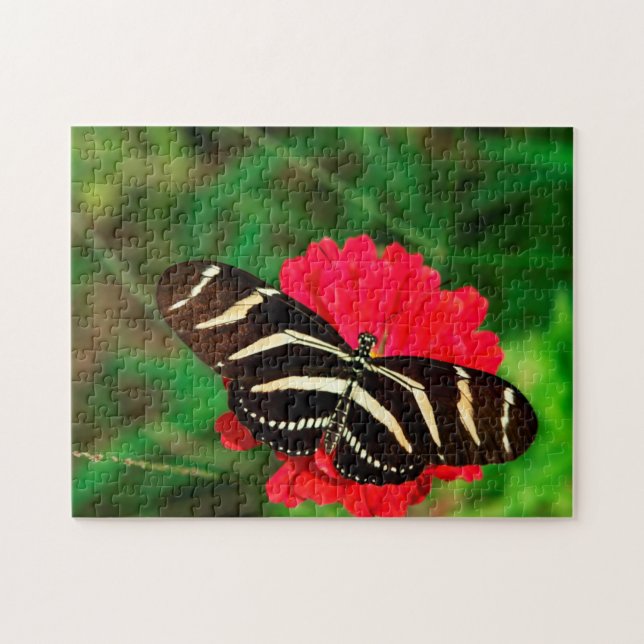 Zebra-Langflügel-Schmetterling. (Horizontal)
