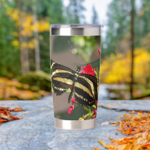 Zebra-Langflügel-Schmetterling im Wald