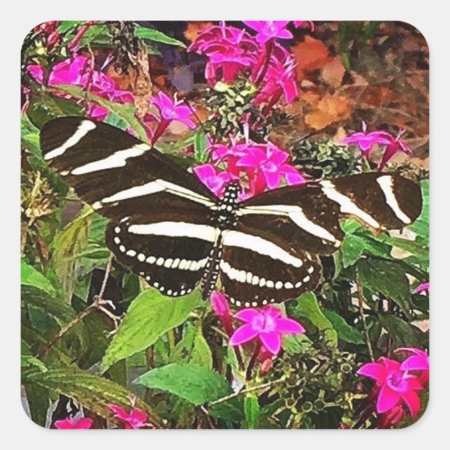 Zebra-Langflügel-Schmetterling Quadratischer Aufkleber (Vorderseite)