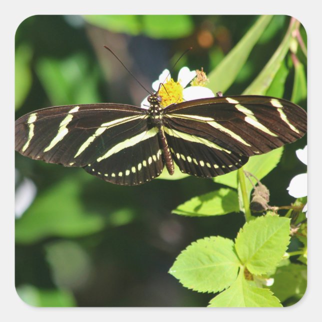 Zebra-Langflügel-Schmetterling Quadratischer Aufkleber (Vorderseite)