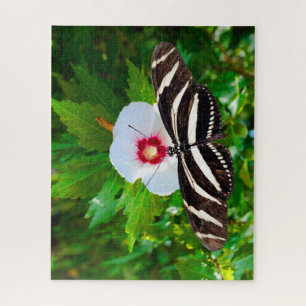 Zebra-Langschmetterling auf einem Hibiskus Rotes H