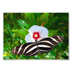 Zebra-Langschmetterling auf einem Hibiskus Rotes H Fotodruck