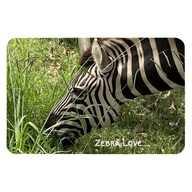 Zebra-Liebe...Magnet Magnet (Horizontal)