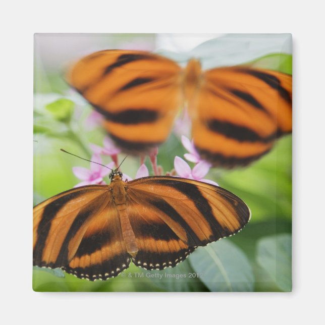 Zebra Long Wing Butterfly 2 Magnet (Vorne)