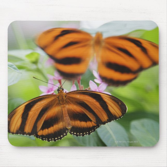 Zebra Long Wing Butterfly 2 Mousepad (Vorne)