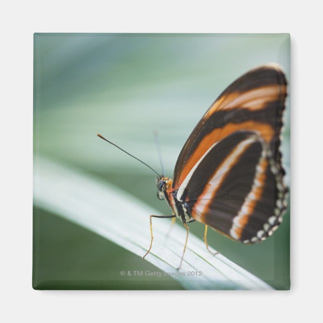 Zebra Long Wing Butterfly Magnet (Vorne)