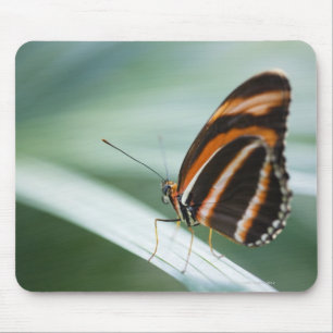 Zebra Long Wing Butterfly Mousepad