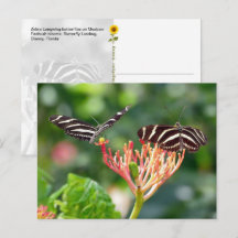 Zebra Longwing Butterflies, FL - Postkarte