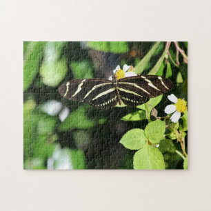 Zebra Longwing Butterfly