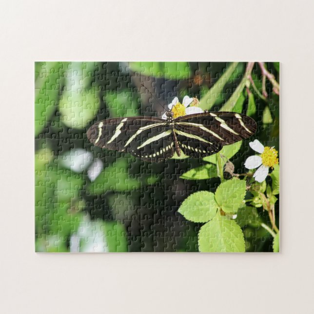 Zebra Longwing Butterfly (Horizontal)
