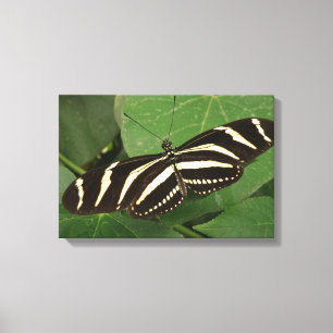 Zebra Longwing Butterfly Canvas Print Leinwanddruck