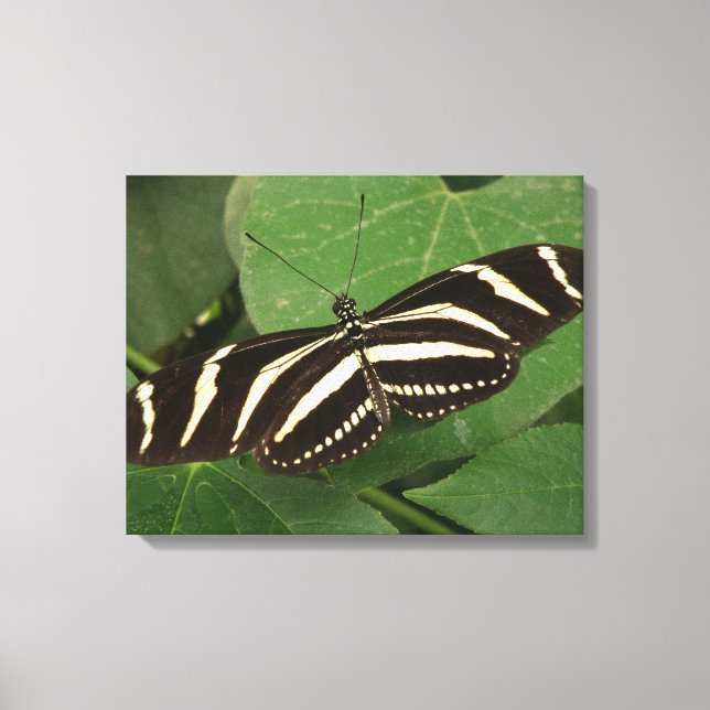 Zebra Longwing Butterfly Canvas Print Leinwanddruck (Vorderseite)