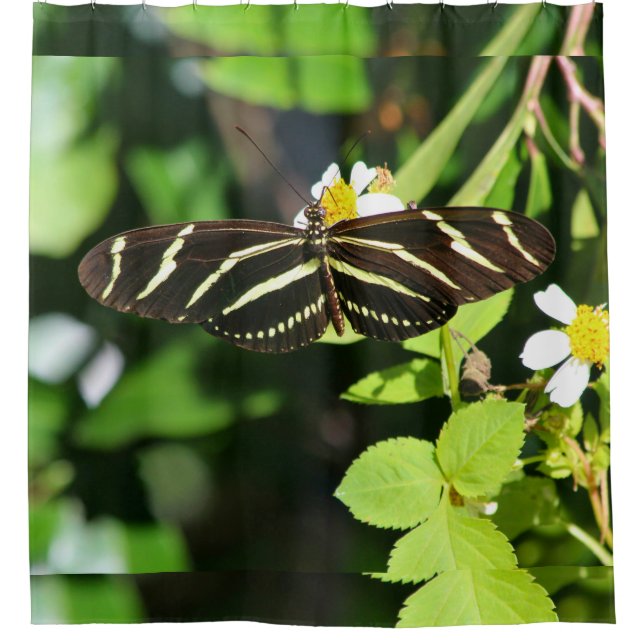Zebra Longwing Butterfly Duschvorhang (Vorderseite)