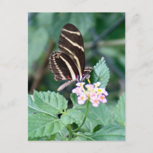 Zebra Longwing Butterfly Foto Postcard Postkarte