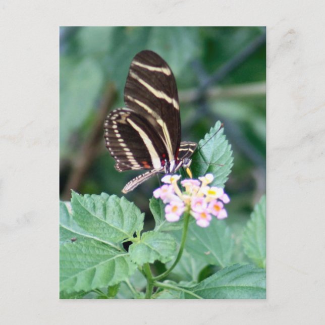 Zebra Longwing Butterfly Foto Postcard Postkarte (Vorderseite)