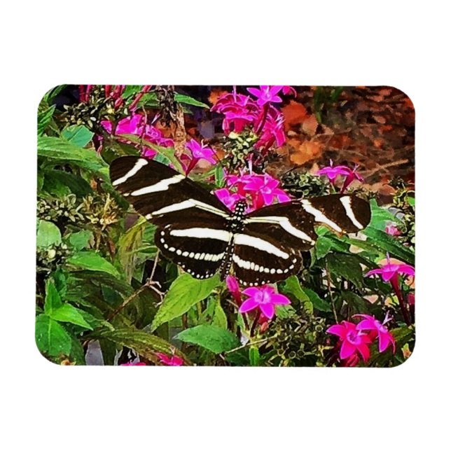 Zebra Longwing Butterfly Magnet (Horizontal)