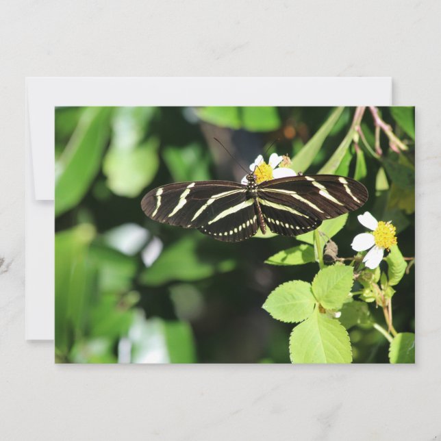 Zebra Longwing Butterfly Mitteilungskarte (Vorderseite)